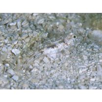 Oplopomops diacanthus (Schultz, 1943)