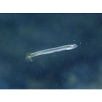 Gunnellichthys viridescens Dawson, 1968