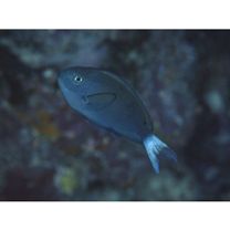 Acanthurus thompsoni (Fowler, 1923)