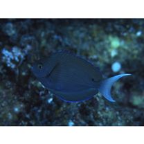 Acanthurus thompsoni (Fowler, 1923)