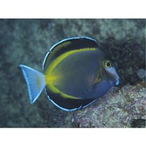 Acanthurus japonicus (Schmidt, 1931)