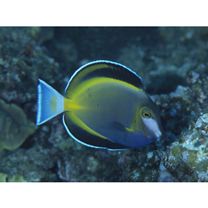Acanthurus japonicus (Schmidt, 1931)