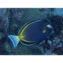 Acanthurus japonicus (Schmidt, 1931)