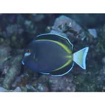 Acanthurus japonicus (Schmidt, 1931)