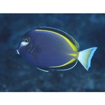 Acanthurus japonicus (Schmidt, 1931)