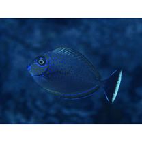 Naso vlamingii (Valenciennes, 1835)