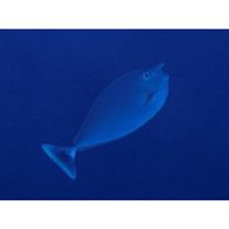 Naso brevirostris (Cuvier, 1829)