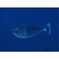 Naso brevirostris (Cuvier, 1829)