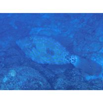 Aluterus scriptus (Osbeck, 1765)