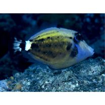 Cantherhines fronticinctus (Gunther, 1867)