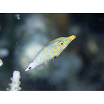 Oxymonacanthus longirostris (Bloch et Schneider, 1801)