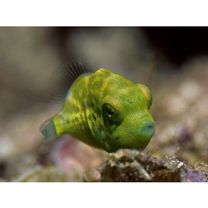 Paraluteres prionurus (Bleeker, 1851)