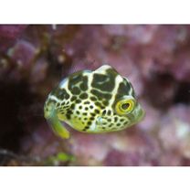 Paraluteres prionurus (Bleeker, 1851)