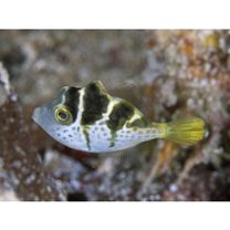 Paraluteres prionurus (Bleeker, 1851)