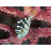 Paraluteres prionurus (Bleeker, 1851)