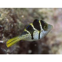 Paraluteres prionurus (Bleeker, 1851)