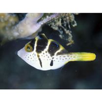 Paraluteres prionurus (Bleeker, 1851)