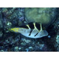 Paraluteres prionurus (Bleeker, 1851)