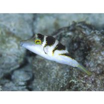 Canthigaster axiologa Whitley, 1931