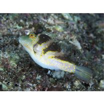 Canthigaster axiologa Whitley, 1931