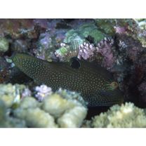 Canthigaster solandri (Richardson, 1845)
