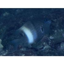 Stegastes albifasciatus (Schlegel et Muller, 1839)