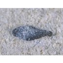 "Synaptura marginata" of Ochiai in Masuda et al. (1984)