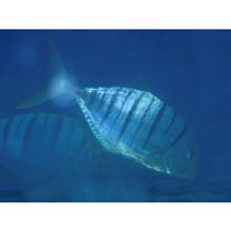 Gnathanodon speciosus (Forsskal, 1775)