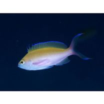 Pseudanthias bicolor (Randall, 1979)