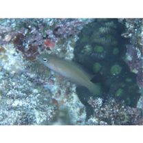 Pseudochromis fuscus Muller et Troschel, 1849