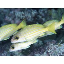 Lutjanus rufolineatus (Valenciennes, 1830)