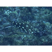 Cirrhitus pinnulatus (Schneider, 1801)