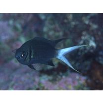 Chromis xanthura (Bleeker, 1854)