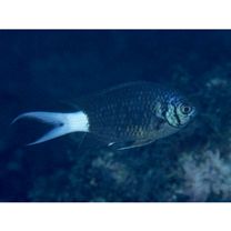 Chromis xanthura (Bleeker, 1854)