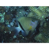 Plectroglyphidodon dickii (Lienard, 1839)