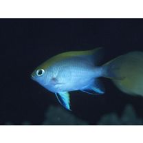 Neoglyphidodon melas (Cuvier, 1830)