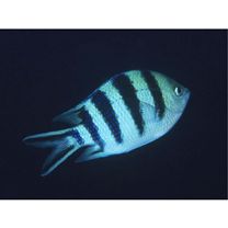 Abudefduf sexfasciatus (Lacepede, 1801)