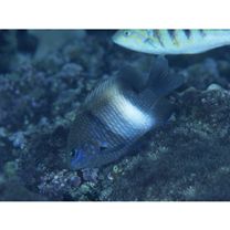 Stegastes albifasciatus (Schlegel et Muller, 1839)