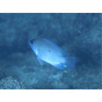 Chrysiptera glauca (Cuvier, 1830)