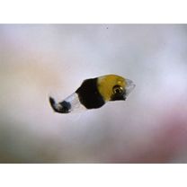 Plectorhinchus picus (Cuvier, 1828)