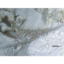 Fusigobius neophytus (Gunther, 1877)