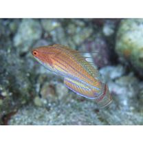 Paracheilinus carpenteri Randall et Lubbock, 1981