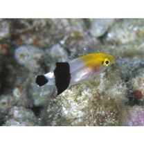 Bodianus loxozonus (Snyder, 1908)