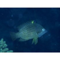 Epibulus insidiator (Pallas, 1770)