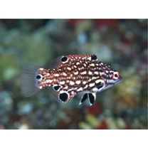 Bodianus dictynna Gomon, 2006