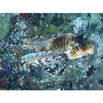 Pterois volitans (Linnaeus, 1758)