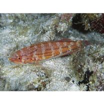 Paracheilinus carpenteri Randall et Lubbock, 1981