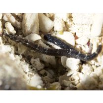 Phoxocampus diacanthus (Schultz, 1943)