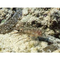 Pterois volitans (Linnaeus, 1758)