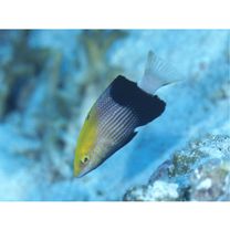 Bodianus loxozonus (Snyder, 1908)